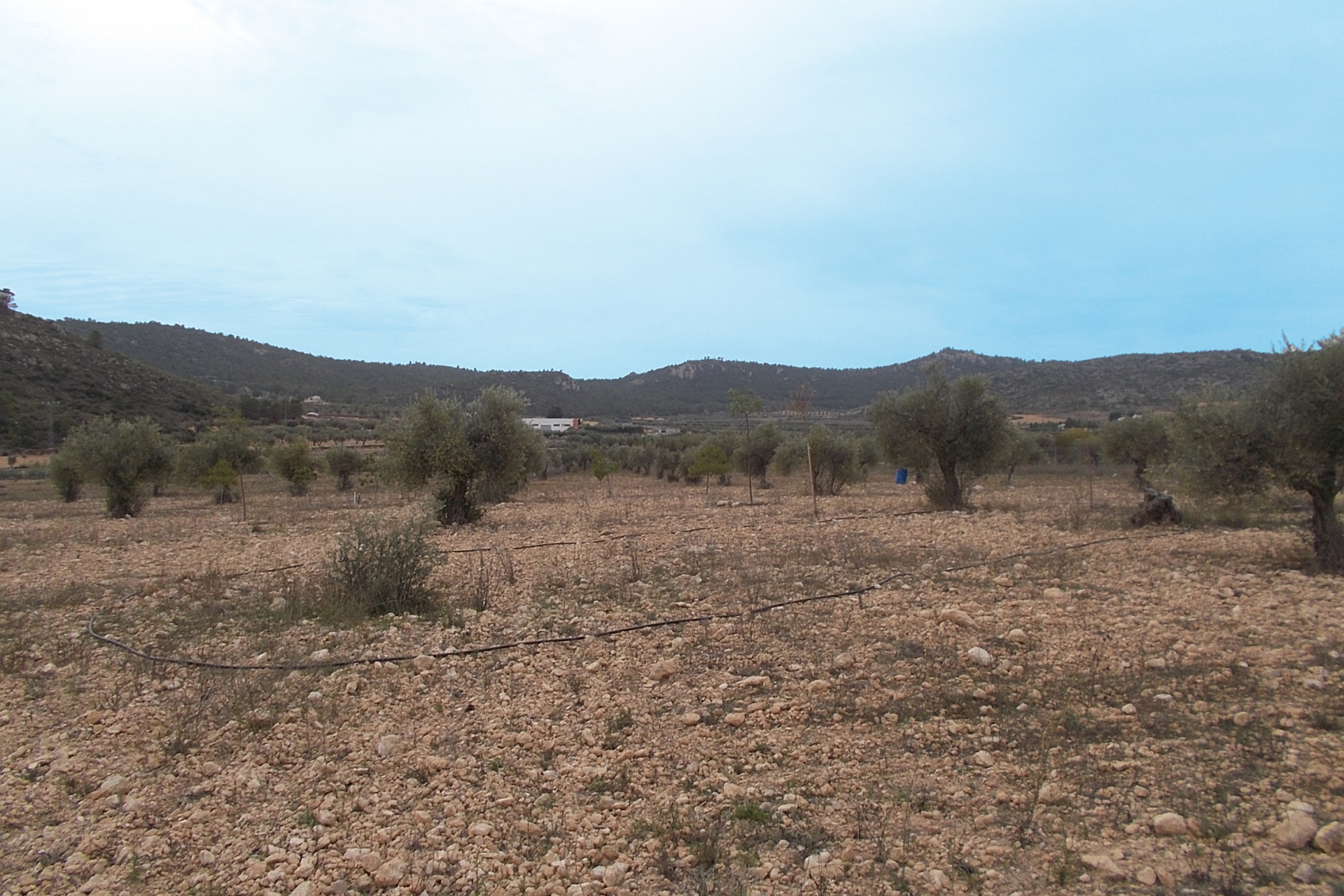 Property Sold - Plot for sale - Yecla