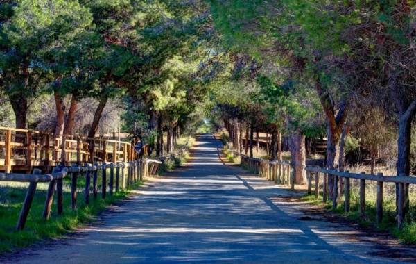 Walk leading into the Pine Forest of La Marina-El Rebollo